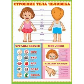 Плакат "Строение тела человека" 0-02/Россия 021030