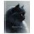 Дневник 5-11 кл. 48л. (твердый) BG "Black cat", матовая ламинация Д5т48_лм 64630