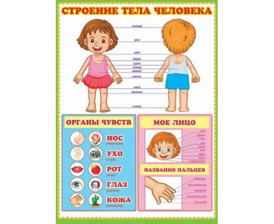 Плакат "Строение тела человека" 0-02/Россия 021030