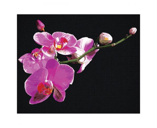Картина по номерам на черном холсте ТРИ СОВЫ "Цветы орхидеи", 40*50, c акриловыми красками и кистями КХп_48159