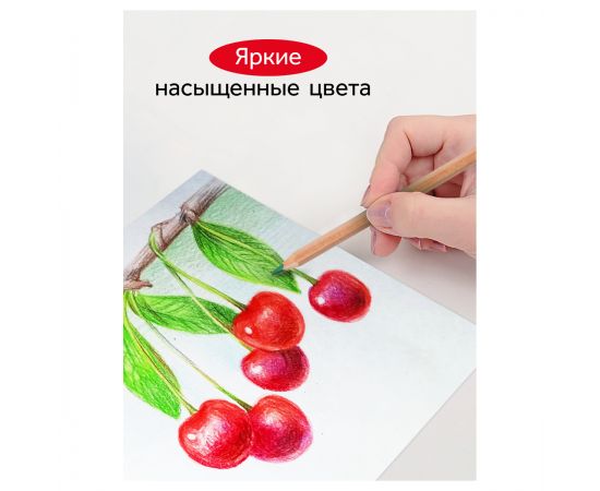 Карандаши цветные Гамма "Мультики", 24цв., супермягкие, увелич. диаметр грифеля 4,0мм, заточен., картон. упак., европодвес 80220218